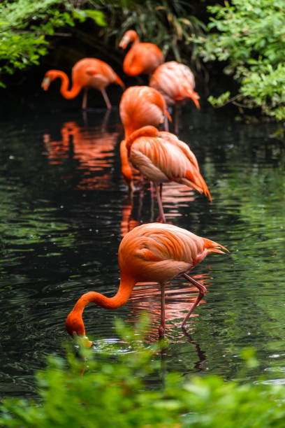 istock Red Flamingos in natural enviroment 932747332