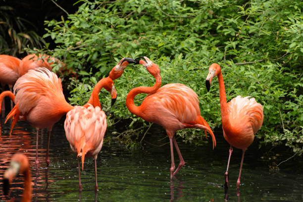 istock Red Flamingos in natural enviroment 932747342
