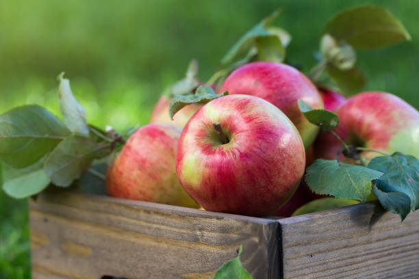 istock Apples in wooden crate in garden 932751652