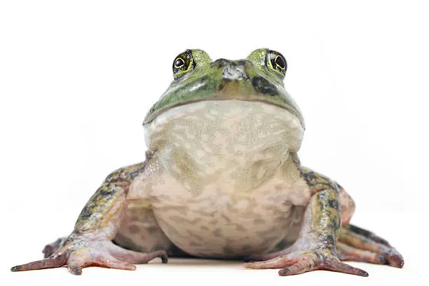 Photo of Bullfrog