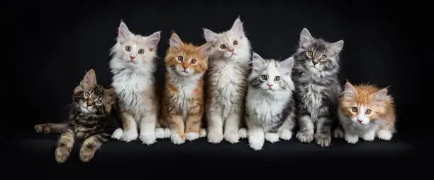 Photo of Row of seven maine coon cats / kittens sitting / laying down looking straight in lens isolated on black background