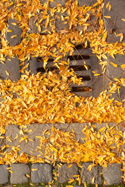 istock Sewer cover with yellow autumn foliage 932751760
