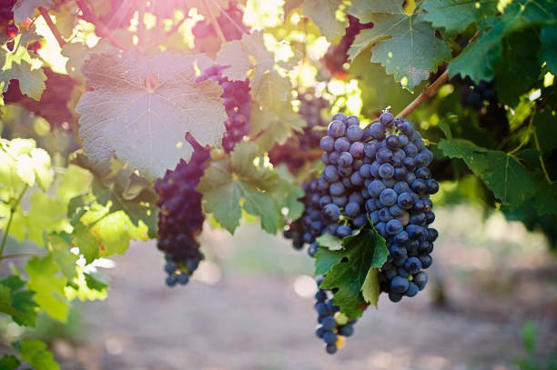 istock Ripe Red Wine Grapes in a Vineyard 932752000