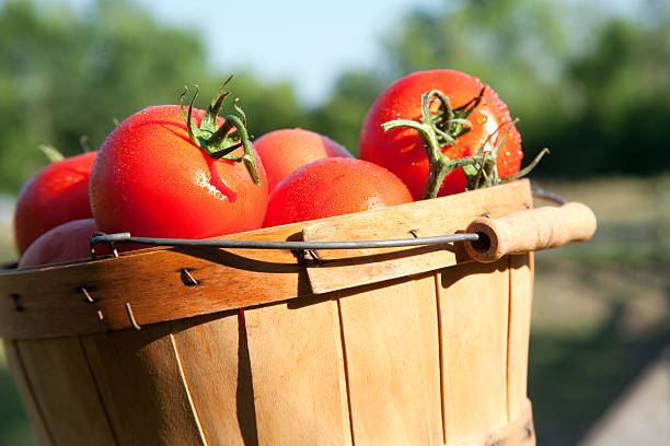 Tomatoes of different varieties in wicker basket on green grass. Harvesting red and yellow ripe tomatoes.
