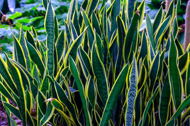 istock Trees and plants in the botanical garden. 932754874
