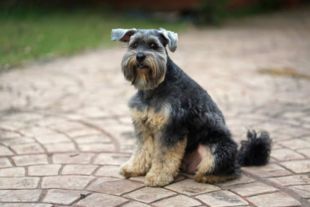 istock Small black dog mixed breed with beautiful bright eyes 932755260