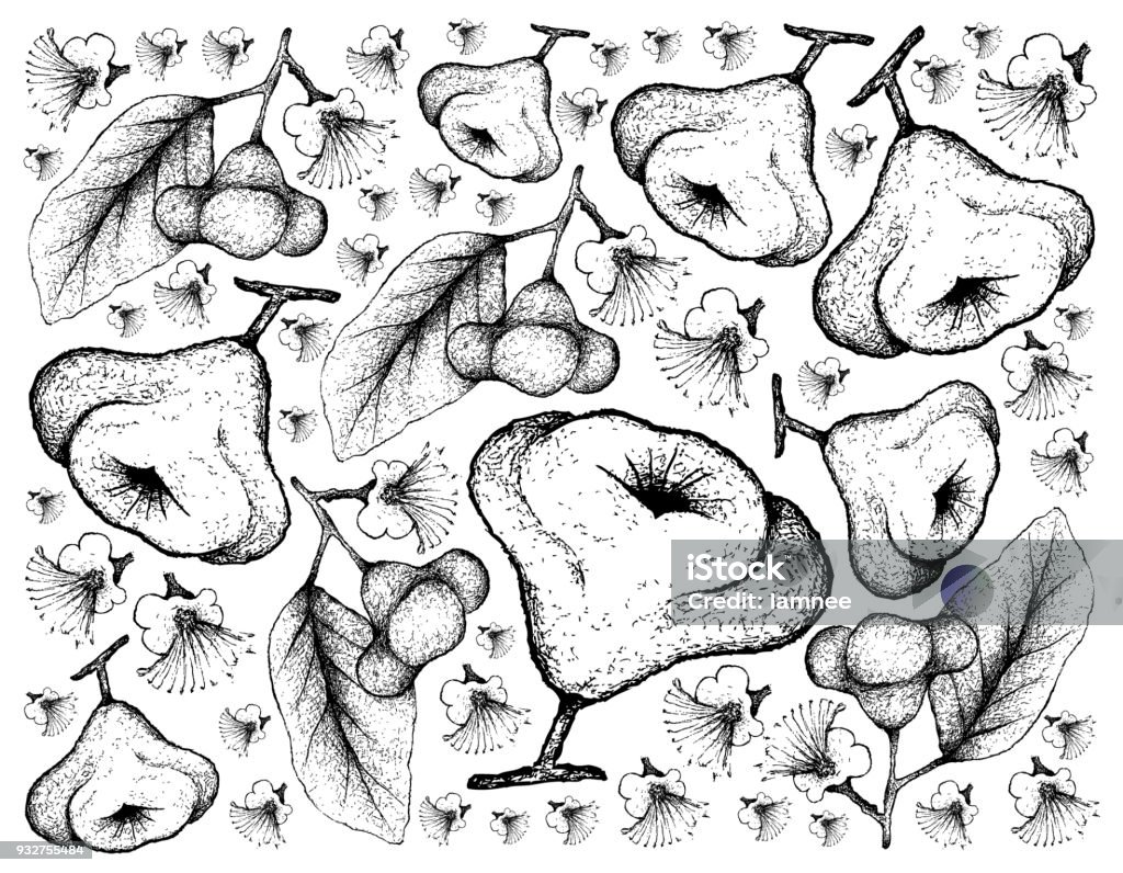 Hand Drawn Background Of Watery Rose Apple Stock Illustration ...