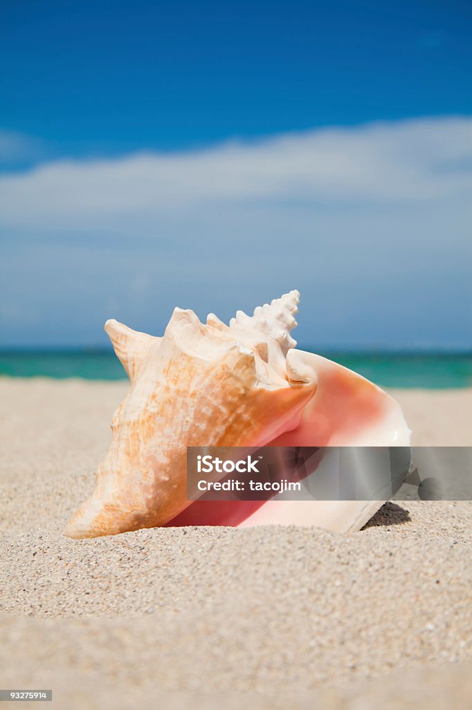 Conch Shell am Strand - Lizenzfrei Tritonshorn - Meeresmuschel Stock-Foto