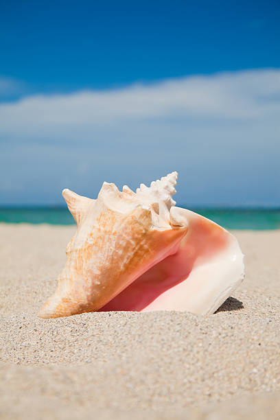 conch shell am strand - tritonshorn stock-fotos und bilder