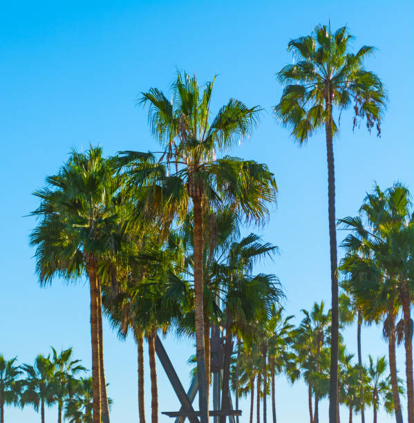 istock Palm trees under a clear sky in Los Angeles 932760466