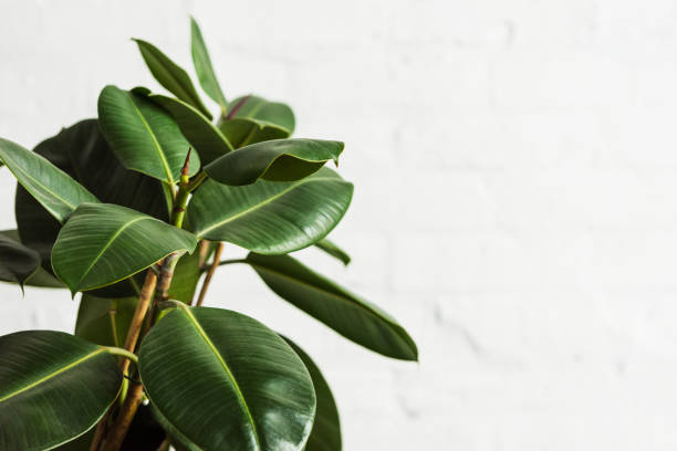istock Rubber fig Ficus elastica plant with green leaves by white wall 932763514