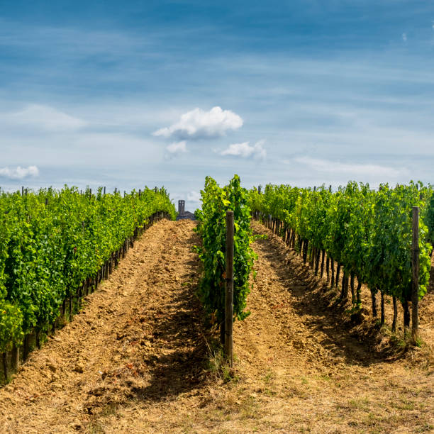 istock Landscape near San Gimignano (Tuscany) 932764368