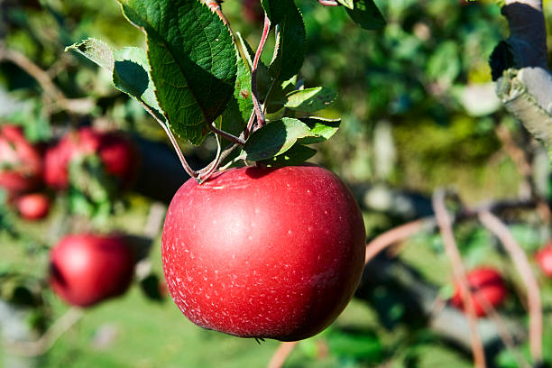 Red apple on tree stock photo