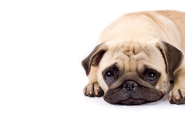 cute pug with sad eyes  pug isolated stock pictures, royalty-free photos & images