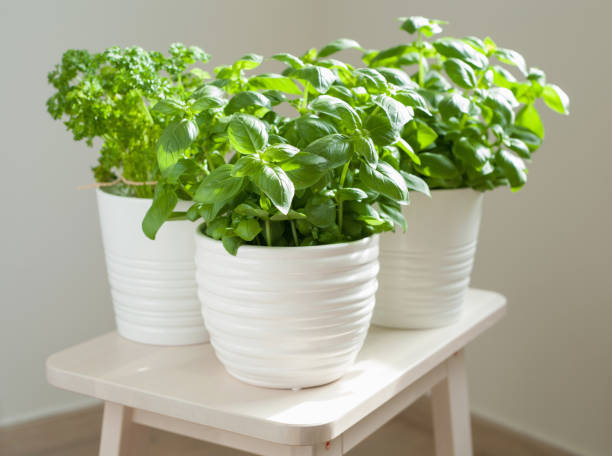 istock fresh basil and parsley herb in pot 932766742