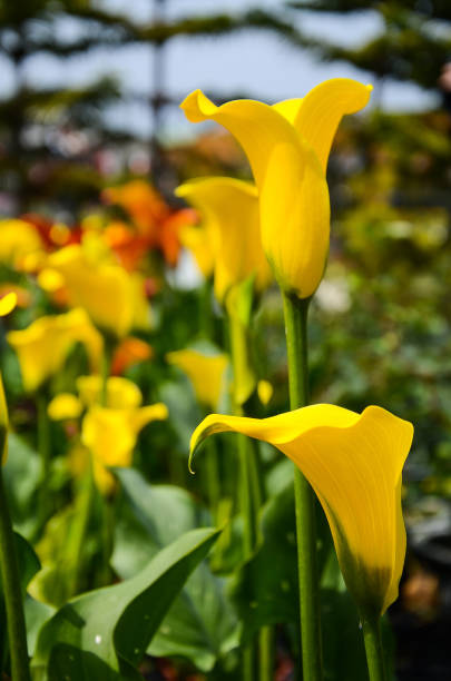 istock Calla Lily, Zantedeschia aethiopica 932766774