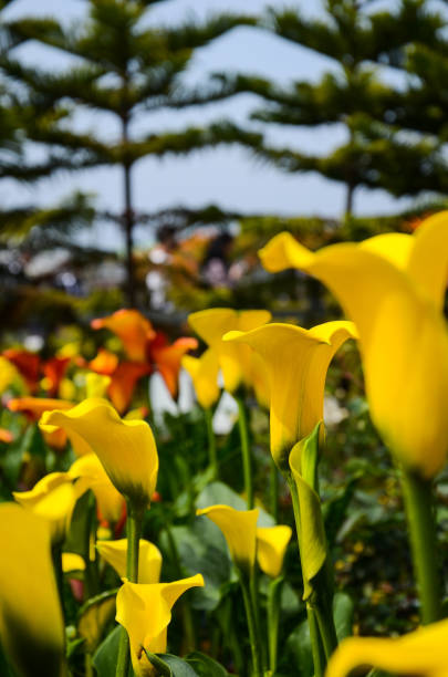 istock Calla Lily, Zantedeschia aethiopica 932766776
