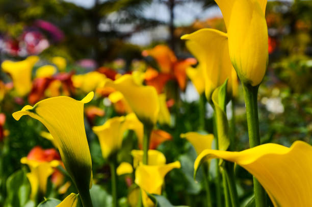 istock Calla Lily, Zantedeschia aethiopica 932766778