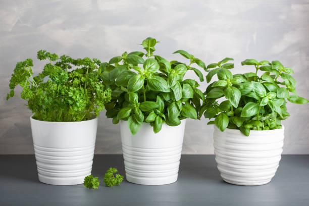 istock fresh basil and parsley herb in pot 932766850