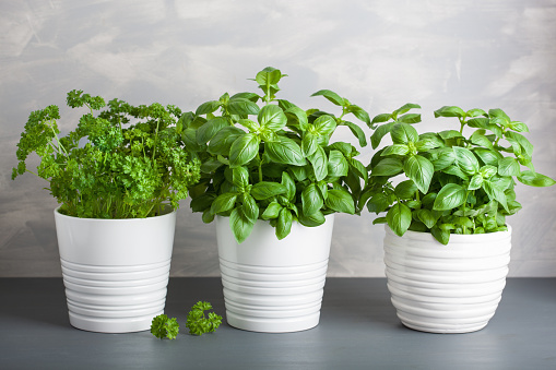 fresh basil and parsley herb in pot