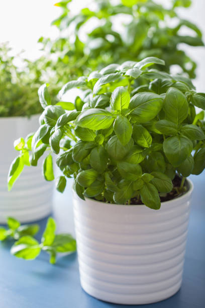 istock fresh basil and thyme herbs in flowerpot 932767282