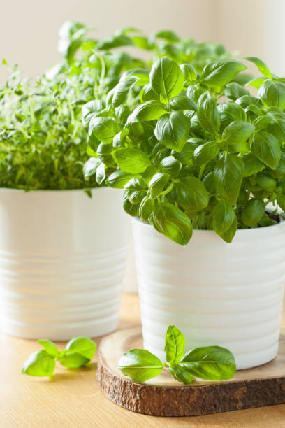 istock fresh basil and thyme herbs in flowerpot 932767424
