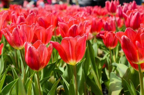 istock Common Tulipa Liliaceae Tulip 932767626