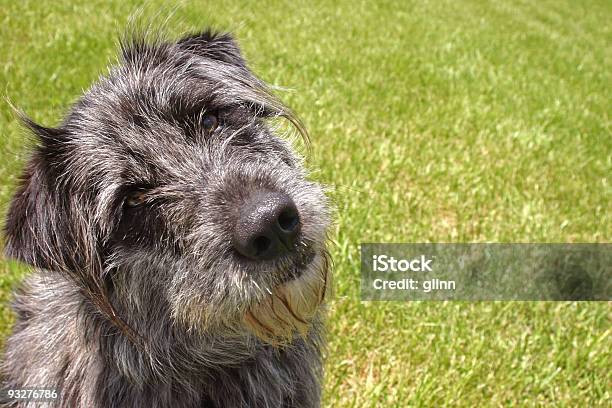 Im Lost Stock Photo - Download Image Now - Dog, Slanted, Gray Hair