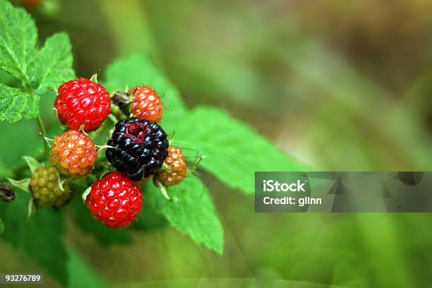 Amoras Silvestres - Fotografias de stock e mais imagens de Amora Preta - Amora Preta, Videira, Alimentação Saudável