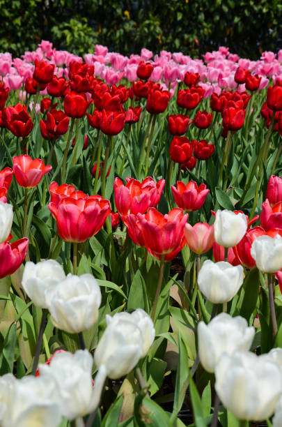 istock Common Tulipa Liliaceae Tulip 932768018