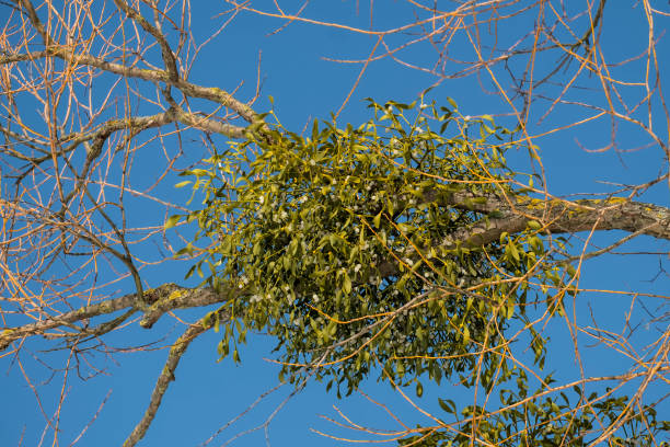 Spherical mistletoe branch with ripe berries on the tree (Viscum album)
