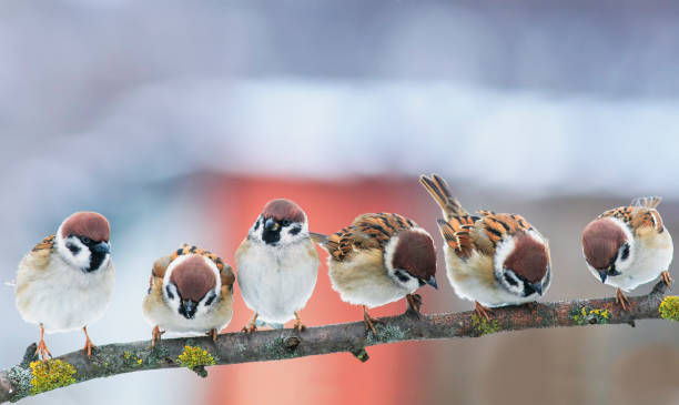 picture group of funny little birds sparrows on a branch in the garden on a clear day picture many funny little birds sparrows on a branch in the garden on a clear day sparrow photos stock pictures, royalty-free photos & images