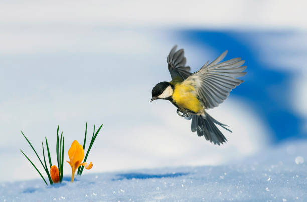 tetta uccellino vola fino a crescere dalla neve gocce di neve giallo brillante nel parco di primavera - snow crocus flower spring foto e immagini stock