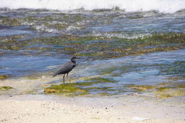istock Bird walking on a mossy stone on beach in Bali Indonesia 932768430