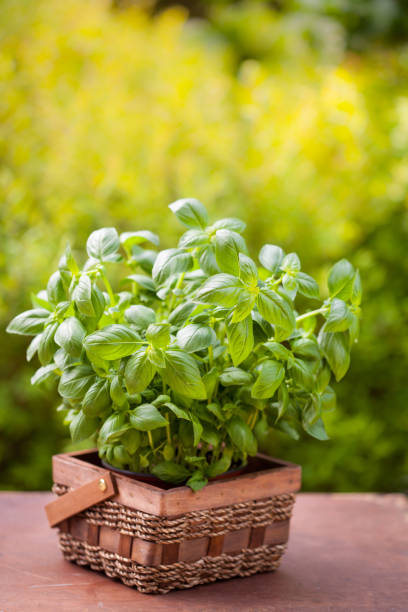istock fresh basil herb in flowerpot in garden 932768474