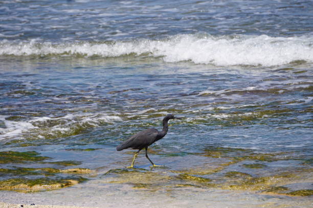 istock Bird walking on a mossy stone on beach in Bali Indonesia 932768560