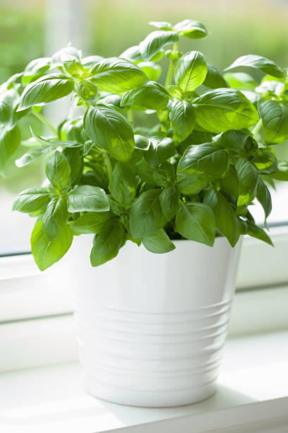 istock fresh basil herb in flowerpot on window 932768816