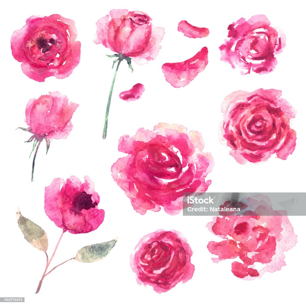 Aquarell Blumen, Blüten - Lizenzfrei Rose Stock-Illustration