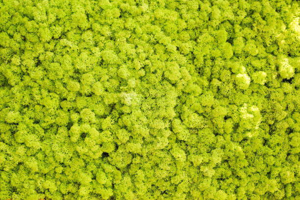 istock Garden decoration and design, green plants. 932778754