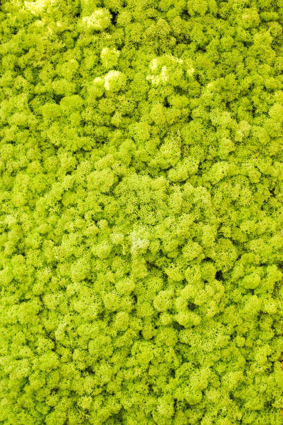istock Garden decoration and design, green plants. 932778912