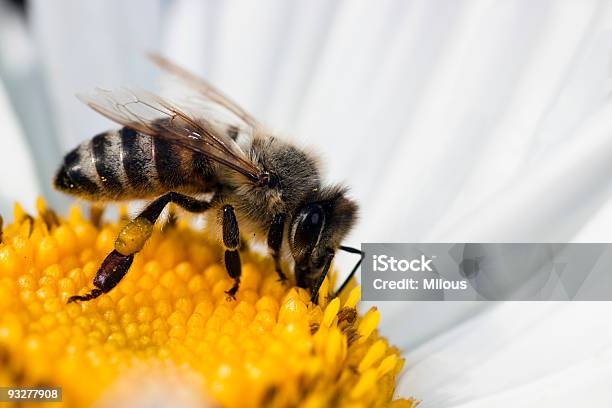 Pszczoły Miodnej - zdjęcia stockowe i więcej obrazów Bez ludzi - Bez ludzi, Bliski, Bliskie zbliżenie