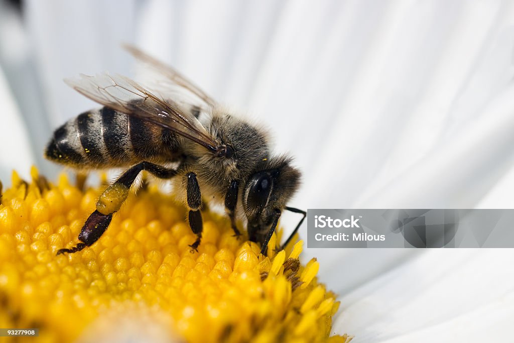 Honeybee - Стоковые фото Без людей роялти-фри