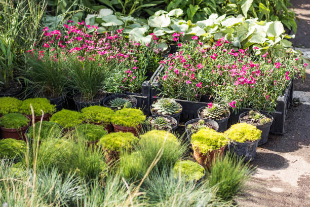 istock Garden decoration and design, green plants. 932779320