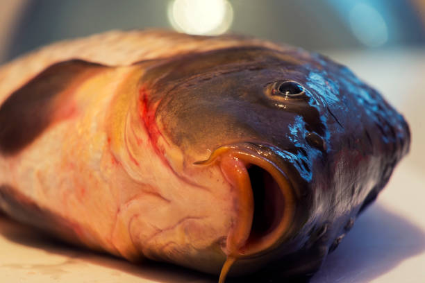 istock Head of dead fish close-up. Dead carp 932779636
