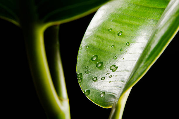 istock Green leaves covered with waterdrops 93278016