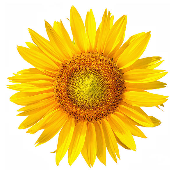 istock Isolated Sunflower head with clipping path, on white background 93278228