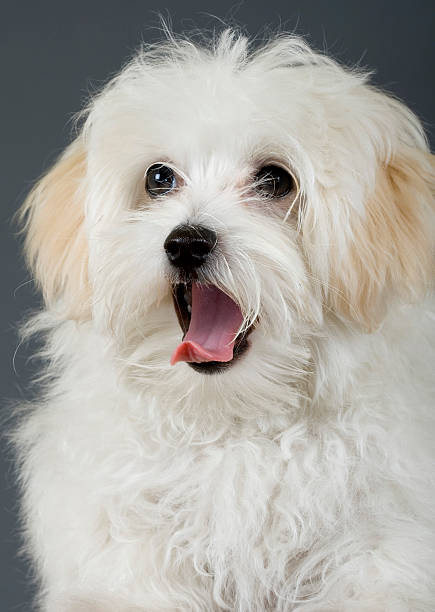 istock maltese dog sitting with mouth open 93278369