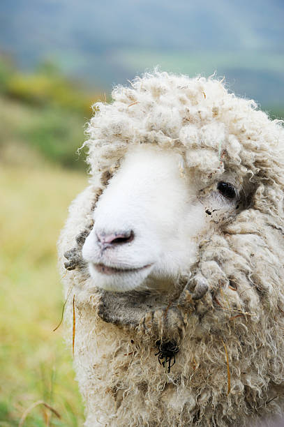 istock Portrait of a sheep 93278550