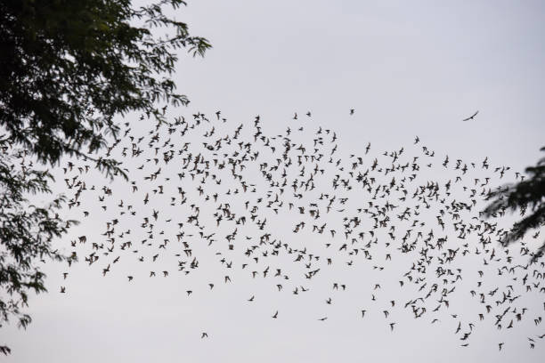 istock Bats flying in a row at mount Phnom Sempeau, Cambodia 932785548