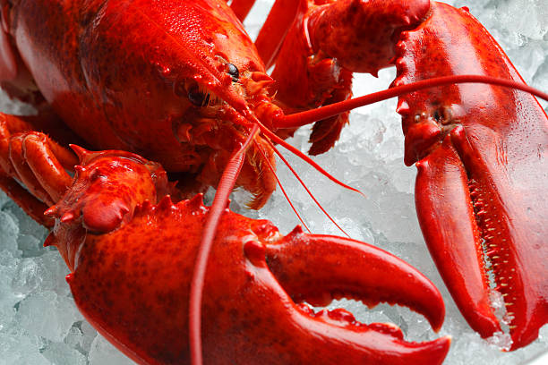 Red lobster stock photo